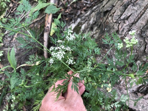 Aethusa cynapium (Fool's parsley)