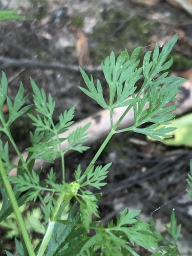 Aethusa cynapium (Fool's parsley)