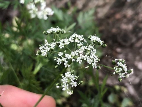 Aethusa cynapium (Fool's parsley)