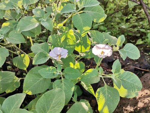 Lycianthes (alternate view 8)