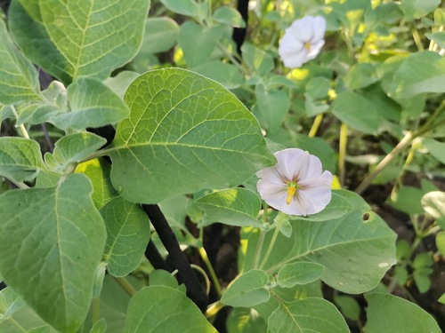 Lycianthes (alternate view 9)