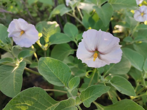 Lycianthes (alternate view 10)