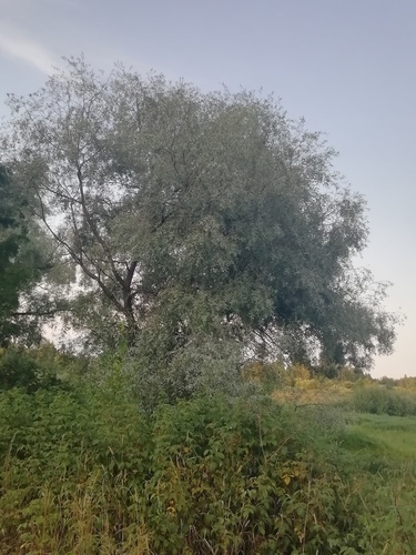 Salix alba (white willow)