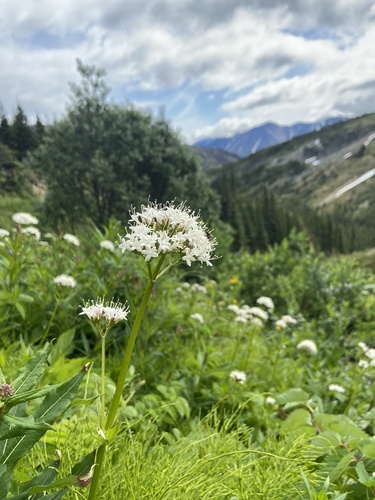 Valeriana sitchensis (Sitka valerian) (alternate view 10)