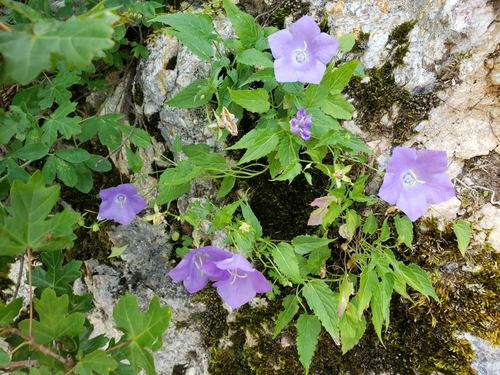 Campanula carpatica (bellflower)
