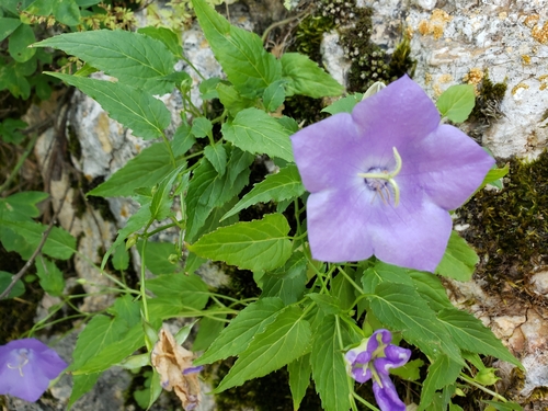 Campanula carpatica (bellflower) (alternate view 2)