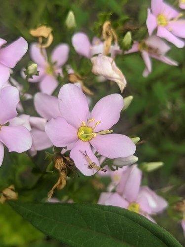 Sabatia angularis (Rosepink) (alternate view 8)