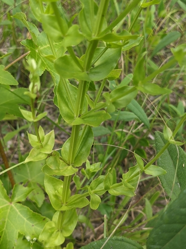 Sabatia angularis (Rosepink) (alternate view 9)