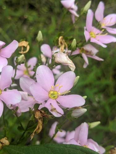 Sabatia angularis (Rosepink) (alternate view 10)