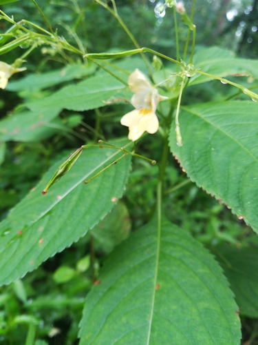 Impatiens parviflora (small balsam)