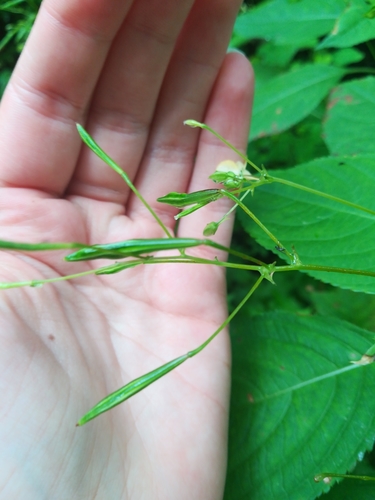 Impatiens parviflora (small balsam)
