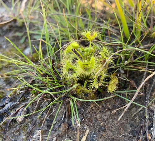 Drosera hookeri (Grassland Sundew) (alternate view 5)