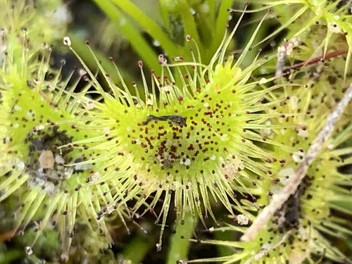 Drosera hookeri (Grassland Sundew) (alternate view 6)