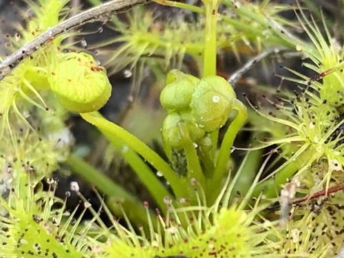 Drosera hookeri (Grassland Sundew) (alternate view 7)