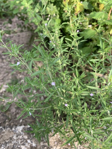 Satureja hortensis (Summer Savory) (alternate view 4)