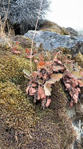 Heuchera cylindrica (Round-Leaf Alumroot)