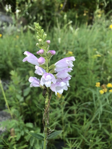 Physostegia virginiana (Obedient Plant)