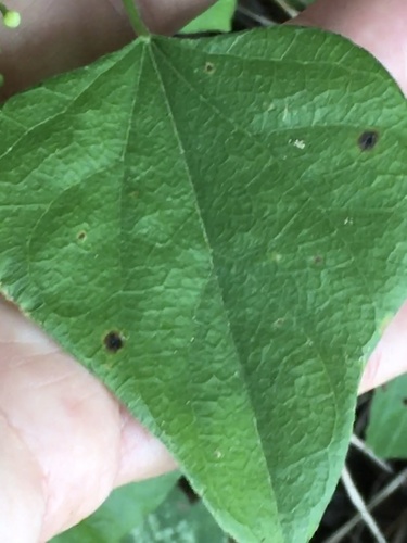 Nephroia carolina (Carolina snailseed)