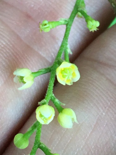 Nephroia carolina (Carolina snailseed)