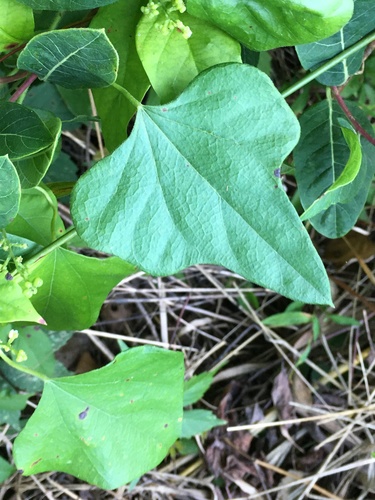 Nephroia carolina (Carolina snailseed)
