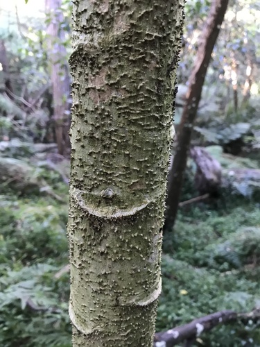 Dendrocnide excelsa (Giant Stinging Tree) (alternate view 2)