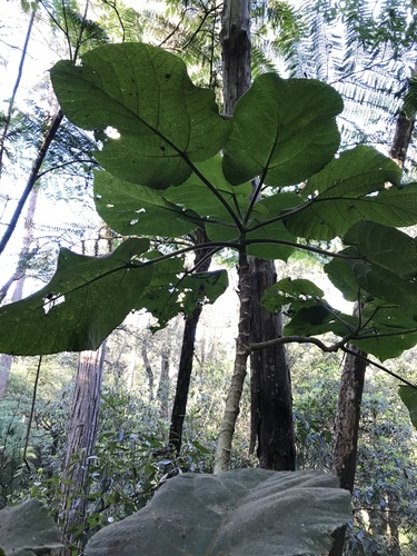 Dendrocnide excelsa (Giant Stinging Tree) (alternate view 3)