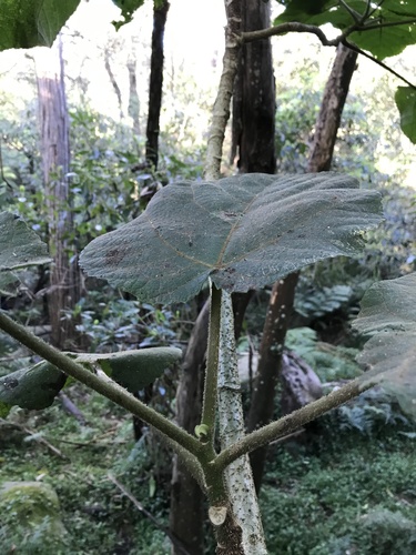 Dendrocnide excelsa (Giant Stinging Tree)