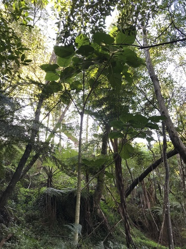 Dendrocnide excelsa (Giant Stinging Tree) (alternate view 4)