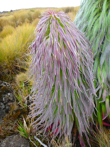 Lobelia (Lobelias) (alternate view 9)
