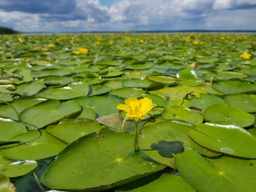 Nymphoides peltata (water fringe)