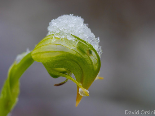 Pterostylis nutans (Nodding Greenhood) (alternate view 6)