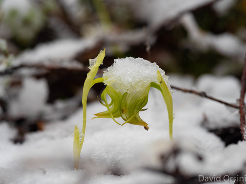Pterostylis nutans (Nodding Greenhood) (alternate view 7)
