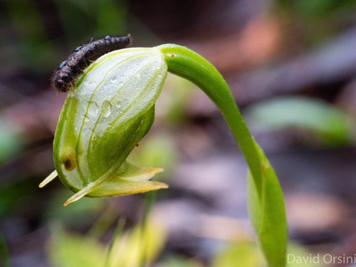 Pterostylis nutans (Nodding Greenhood) (alternate view 8)