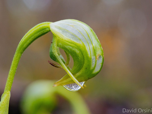 Pterostylis nutans (Nodding Greenhood) (alternate view 9)