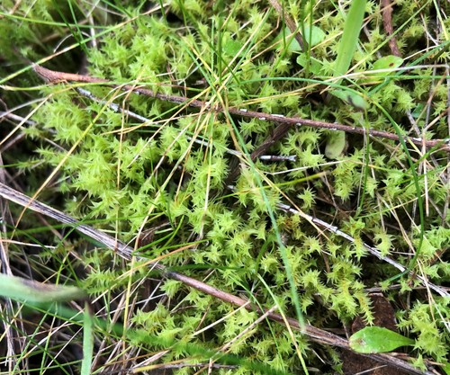 Triquetrella papillata