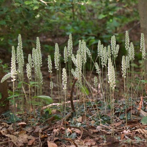 Goodyera pubescens (downy rattlesnake plantain)