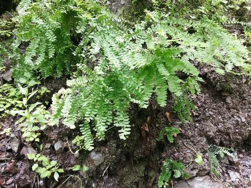 Adiantum pedatum (Northern Maidenhair Fern)