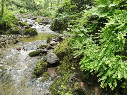 Adiantum pedatum (Northern Maidenhair Fern)
