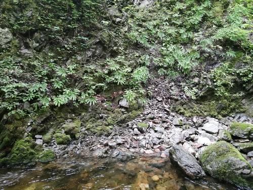 Adiantum pedatum (Northern Maidenhair Fern)