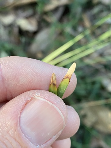 Lomandra multiflora (Many Flowered Matrush) (alternate view 9)