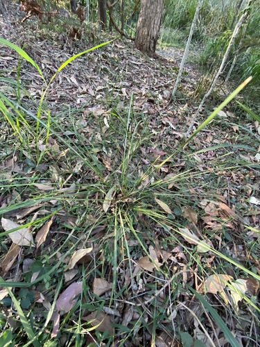 Lomandra multiflora (Many Flowered Matrush) (alternate view 10)