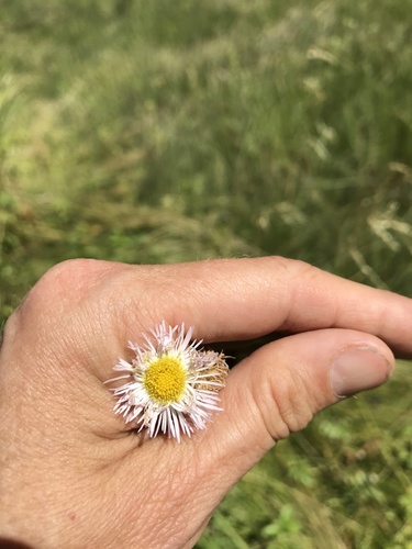Erigeron philadelphicus (Philadelphia Fleabane)