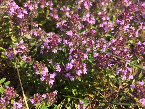 Thymus serpyllum (Wild Thyme)