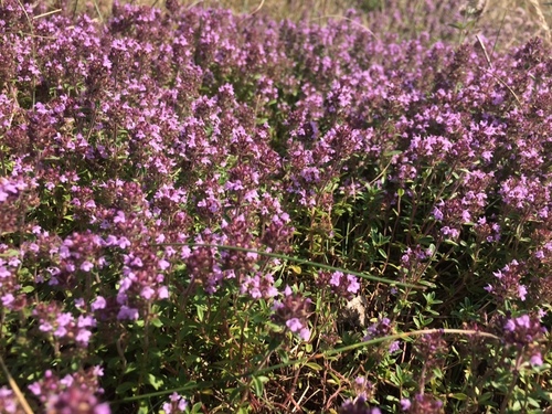Thymus serpyllum (Wild Thyme) (alternate view 2)