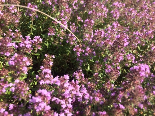Thymus serpyllum (Wild Thyme) (alternate view 3)