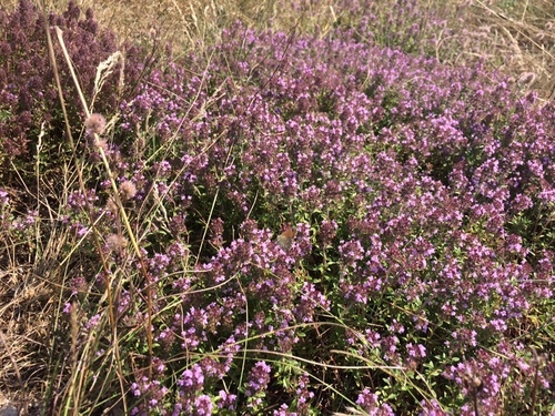 Thymus serpyllum (Wild Thyme) (alternate view 4)