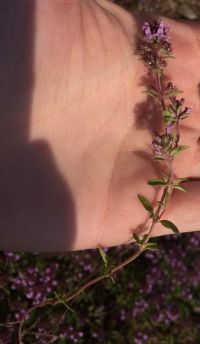 Thymus serpyllum (Wild Thyme) (alternate view 5)
