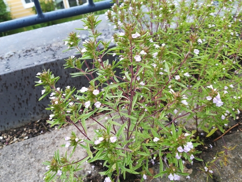 Satureja hortensis (Summer Savory) (alternate view 2)