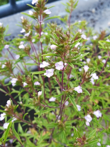 Satureja hortensis (Summer Savory) (alternate view 3)