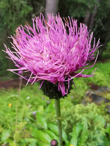 Cirsium heterophyllum (Melancholy Thistle)